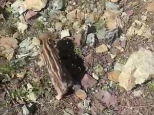 Elazığ’da Baharla Birlikte Yaban Domuzları Da Ortaya Çıktı