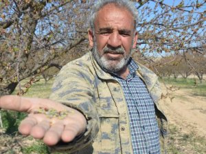 Malatya’da Kayısıyı Don Vurdu