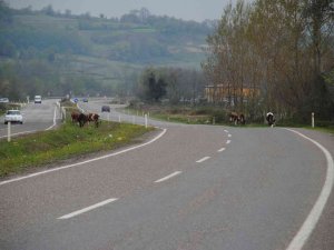 Boşta Gezen Büyükbaş Hayvanlar Kazaya Davetiye Çıkarıyor