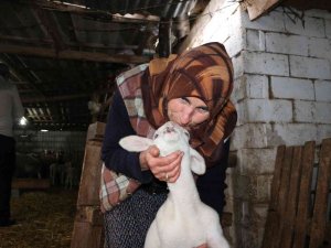 Koyunları Kurtların Saldırısına Uğrayan Kadın: “Baktıkça İçim Parçalanıyor”