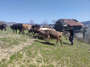 Kaybolan Büyükbaş Hayvanlarını Jandarma Ekipleri Buldu