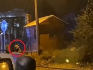 Uludağ’da Günübirlikçi Tatilcilerin Ayı Paniği Kameralarda