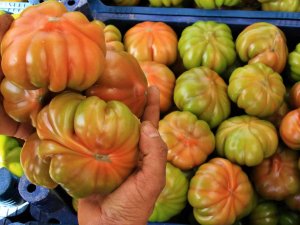 Örtü Altında Köy Domatesinde Hasat Başladı