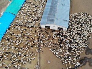 Erzincan’da 1 Yılda 114 Çiftçi Devlet Desteğiyle Sürü Sahibi Oldu