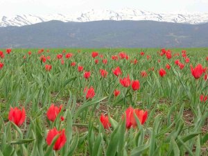 Bingöl’de Kırmızı Laleler Açmaya Başladı