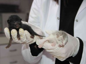 4 Kedi Birbirine Kordon Bağıyla Yapışık Doğdu