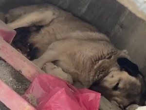 Telef Olmak Üzereyken Bulunan Köpek Ve Yavruları Tedavi Altına Alındı