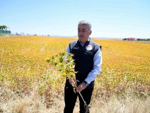 Kayseri Aspir Merkezi Oldu