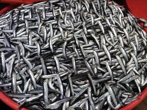 Balık Avlama Yasağı İle Balıkhane Amatör Balıkçılara Kaldı