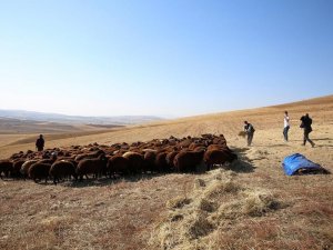 Bayburt’ta Devlet Desteğiyle Koyun Varlığı Artıyor