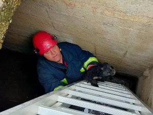 Yalova’da Kuyuya Düşen Yavru Köpeği İtfaiye Kurtardı