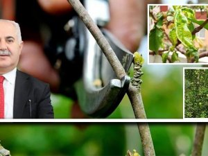 Van’da Çiftçilere Hastalık Ve Zararlılara Karşı Mücadele Uyarısı