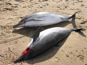 Sinop’ta 2 Ölü Yunus Kıyaya Vurdu