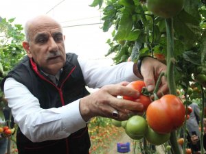 Bakan Kirişci, Antalya’da Sarı Çizme Giyip Serada Domates Topladı