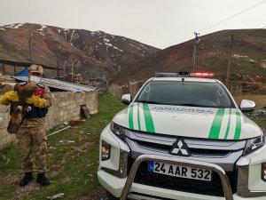Erzincan’da Yaralı Halde Kaya Kartalı Bulundu