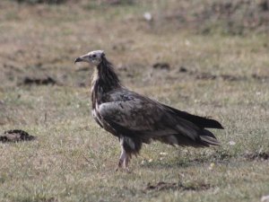 Mısır Akbabası Bayburt’ta Yiyecek Ararken Görüldü