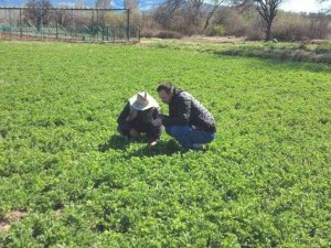 Gedizli Üreticiler “Hortumlu Böcek” Zararlısı İle Mücadele Hakkında Bilgilendirildi