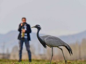 Nesli Tükenmekte Olan Telli Turnalar Erciş Sahiline Geldi