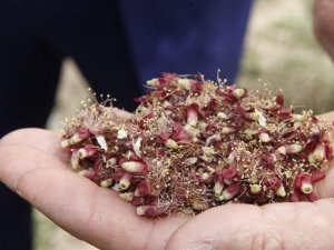 Kayısıda Hasar Tespiti Ay Sonunda Tamamlanacak