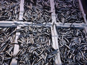 Doğu Karadeniz Bölgesinden Hamsi İhracatında 716 Bin 918 Dolar Döviz Geliri Elde Edildi