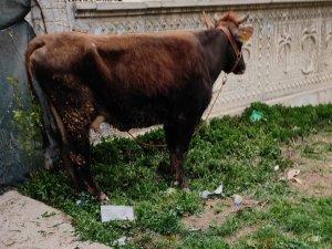 Çalınan İnek Metruk Binada Bulundu