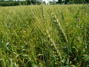Buğdayda Verim Ve Kalite Artışı İçin Gübrelemenin Önemi