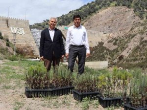 İ̇sabeyli’de 500 Fidan Toprakla Buluştu