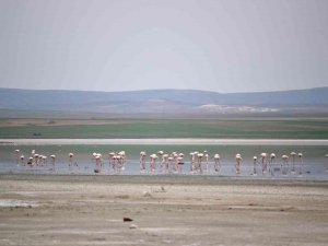 Düden Gölü’ne Flamingolar Gelmeye Başladı