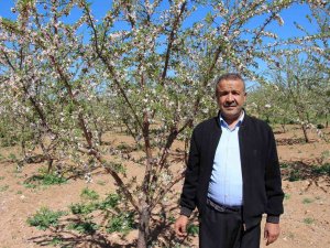 Şanlıurfalı Çiftçinin Yüzü Badem Geliriyle Güldü