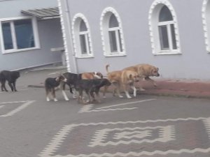 Başıboş Gezen Sokak Köpekleri Tedirgin Ediyor