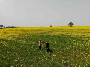 Yüzde 50 Yağ Oranına Sahip Kanolanın Üretimi Katlanarak Artacak