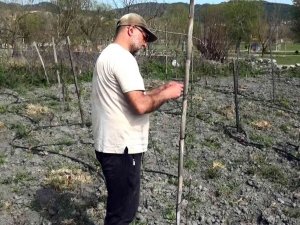 Yurt Dışında Gördüğü Meyveyi Yetiştirmeye Başladı, Yılda 300 Bin Tl Kazanmayı Hedefliyor