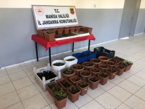 Yasadışı Kenevir Üreten Eve Jandarma Baskını