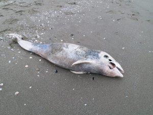 Ölü Yunus Karaya Vurdu