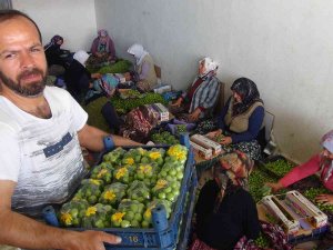 İ̇lk Çıktığında 500 Liraydı, Şimdi Kilosu 20 İla 50 Lira Arasında Satılıyor