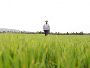 Çiftçinin Yüzü Gübre Desteğiyle Güldü