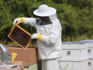 Erzincan’da Bal Üreticilerine 216 Ton Şeker Dağıtıldı