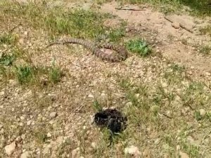 Evin Bahçesine Giren Yılan Korku Dolu Anlar Yaşattı