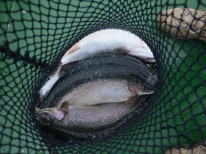 Ordu’da Üretilen Kültür Balıkları Rusya Ve Japonya’ya İhraç Ediliyor