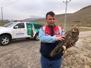 Van’da Bulunan Kartal Tedaviye Alındı