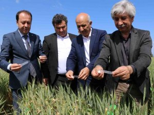 Buğdayın Düşmanı Süne, Avcı Böceklerle Yok Ediliyor