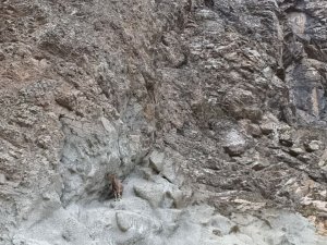 Artvin’de Baraj Ve Yol Şantiyeleri Yaban Keçilerinin Uğrak Noktası Haline Geldi