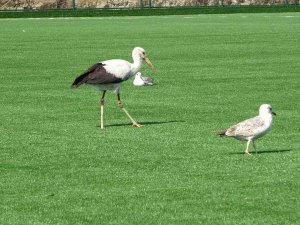 Bu Leylek Futbol Sahasında Martıların Arasında Dinlenmeyi Yeğledi