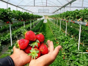 Erkenci Çileğin Kilosu 20 Liraya Düştü