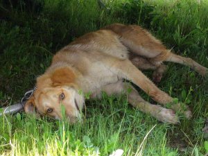 Yolun Karşısına Geçmeye Çalışan Köpeğe Otomobil Çarptı