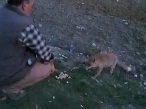 Davetsiz Misafiri Tilkiyi Her Gün Elleriyle Besliyor