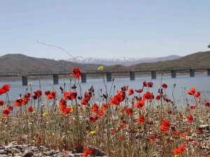 Elazığ’da Gelinciklerin Görsel Şöleni