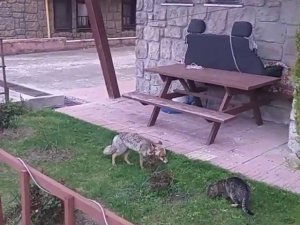 Mahalleyi Mesken Tutan Tilki Yiyeceğini Kediyle Paylaştı