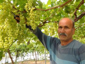 Mersin’den Dubai Ve Rusya’ya Üzüm