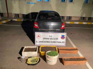 Sivas’ta 800 Kök Kenevir Ele Geçirildi